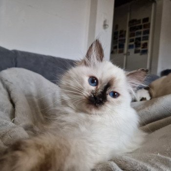 chat Ragdoll chocolate tortie point Vaiana Trycoline’s