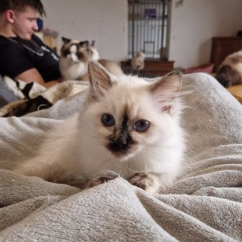 chat Ragdoll chocolate tortie point Vaiana Trycoline’s