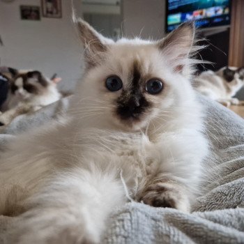 chat Ragdoll chocolate tortie point Vaiana Trycoline’s