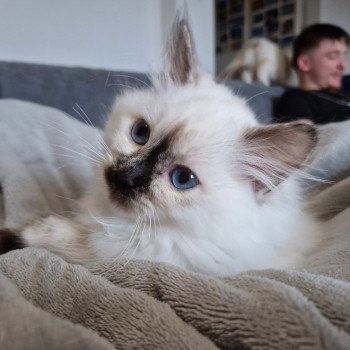 chat Ragdoll chocolate tortie point Vaiana Trycoline’s