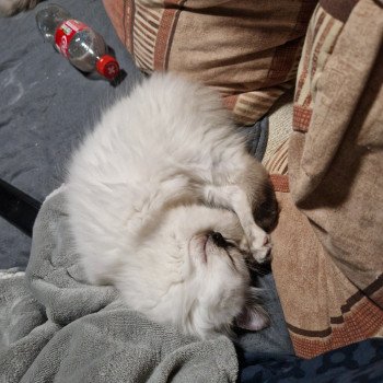 chat Ragdoll chocolate tortie point Vaiana Trycoline’s