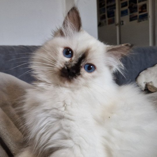 Vaiana De Daliland Femelle Ragdoll