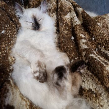 chat Ragdoll chocolate tortie point Vaiana Trycoline’s