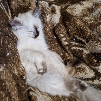 chat Ragdoll chocolate tortie point Vaiana Trycoline’s