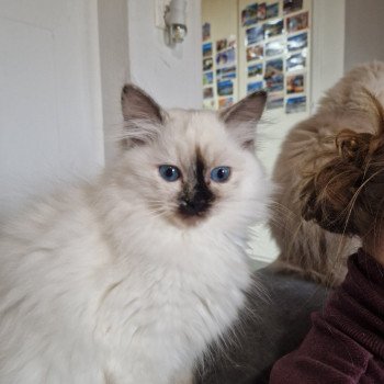 chat Ragdoll chocolate tortie point Vaiana Trycoline’s