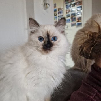 chat Ragdoll chocolate tortie point Vaiana Trycoline’s