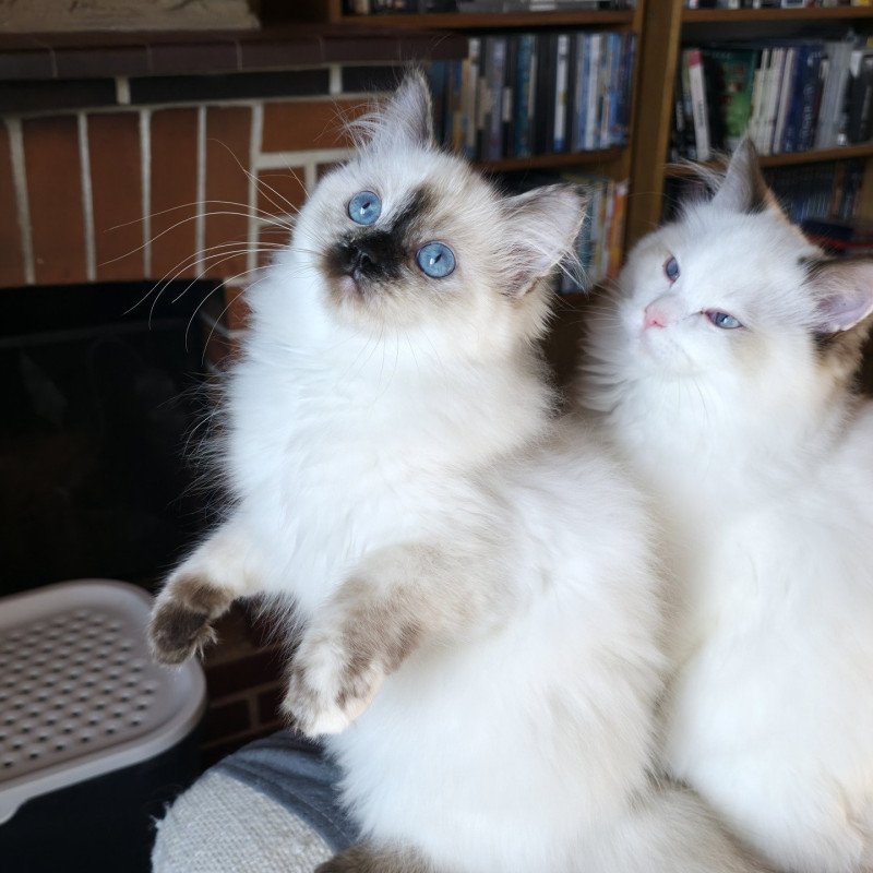 Vaiana De Daliland Femelle Ragdoll Vaiana De Daliland Femelle Ragdoll