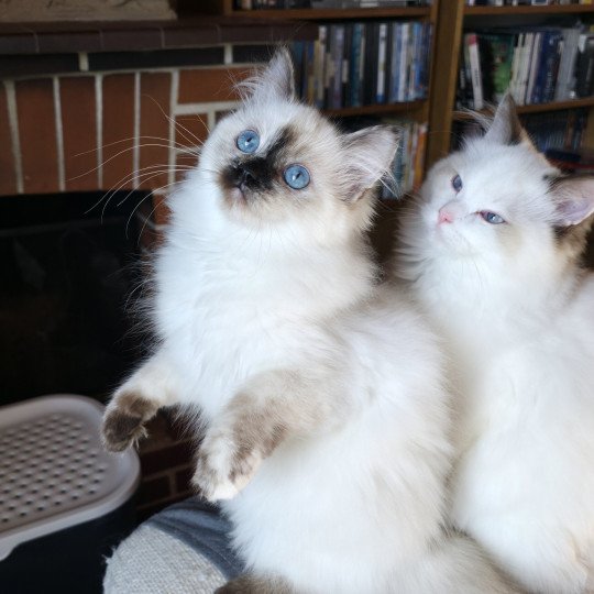 Vaiana De Daliland Femelle Ragdoll