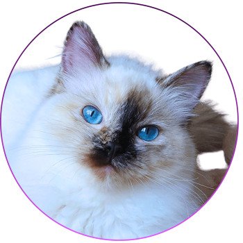 chat Ragdoll seal tortie point Vaiana Trycoline’s chat Ragdoll seal tortie point Vaiana Trycoline’s