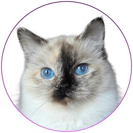 Vaiana De Daliland Femelle Ragdoll