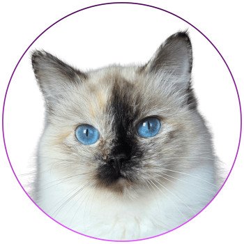 Vaiana De Daliland Femelle Ragdoll