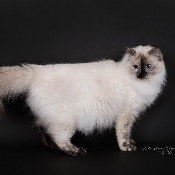 chat Ragdoll seal tortie point Vaiana Trycoline’s