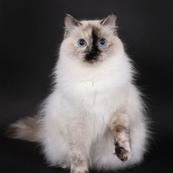 chat Ragdoll seal tortie point Vaiana Trycoline’s