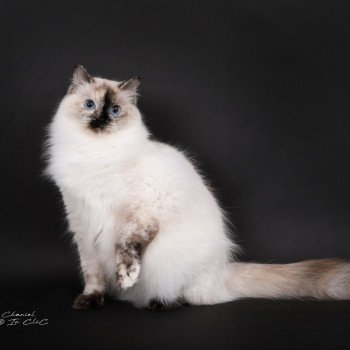chat Ragdoll seal tortie point Vaiana Trycoline’s