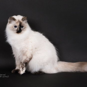 chat Ragdoll seal tortie point Vaiana Trycoline’s