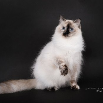 chat Ragdoll seal tortie point Vaiana Trycoline’s