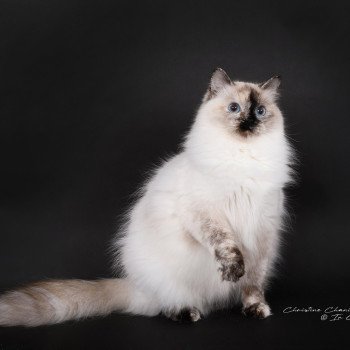 chat Ragdoll seal tortie point Vaiana Trycoline’s