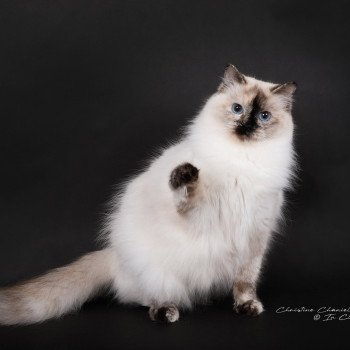 chat Ragdoll seal tortie point Vaiana Trycoline’s