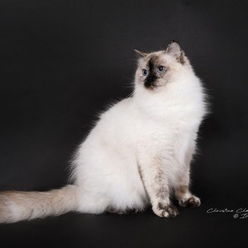 chat Ragdoll seal tortie point Vaiana Trycoline’s