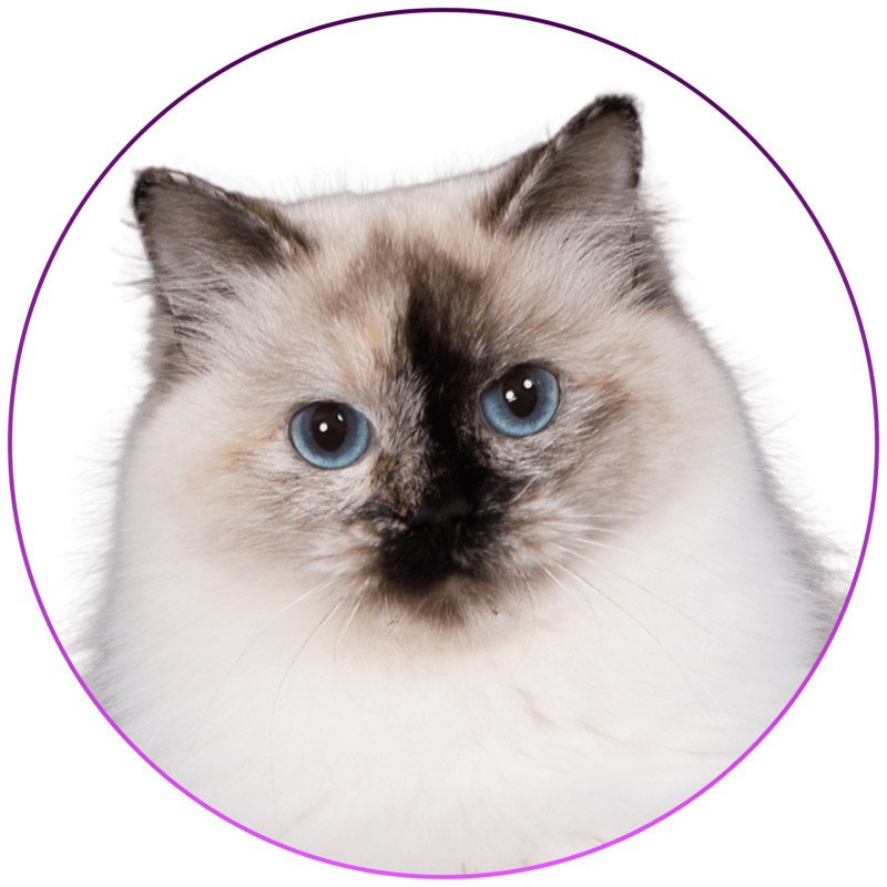 Vaiana De Daliland Femelle Ragdoll