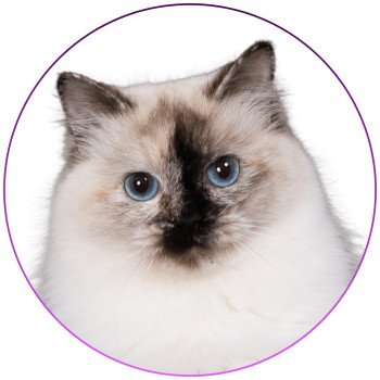 chat Ragdoll seal tortie point Vaiana Trycoline’s