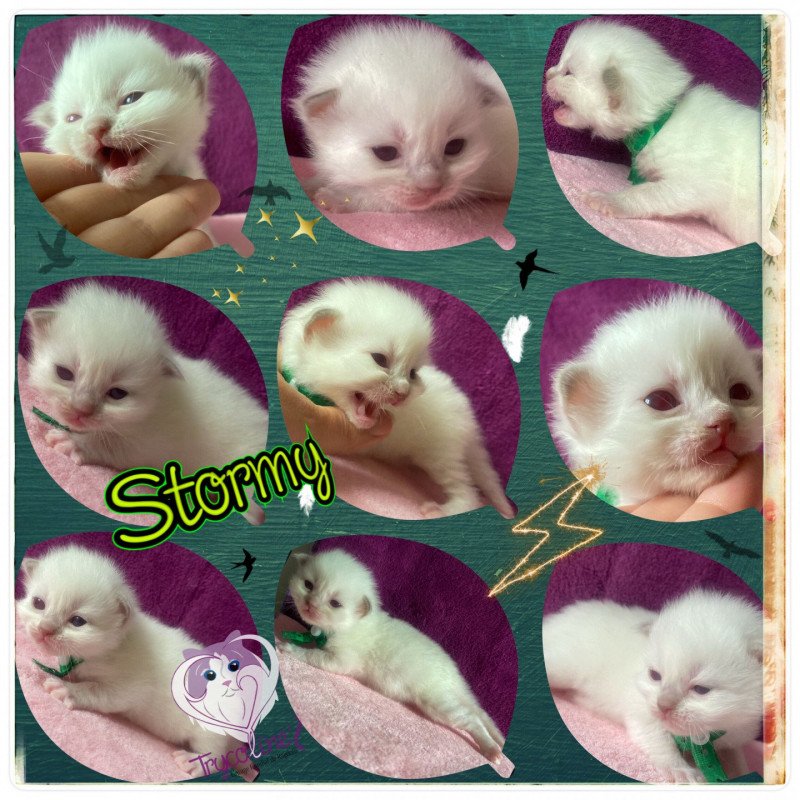 Trycoline’s Rainbow Stormy Raoul Mâle Ragdoll