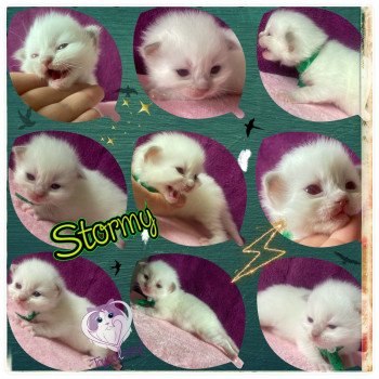 chaton Ragdoll Rainbow Stormy Trycoline’s