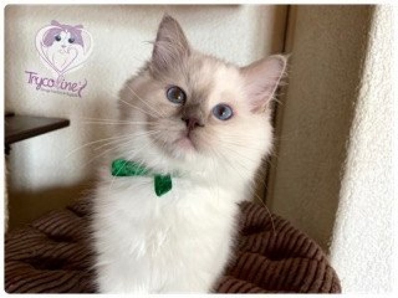 Trycoline’s Rainbow Stormy Raoul Mâle Ragdoll Trycoline’s Rainbow Stormy Raoul Mâle Ragdoll