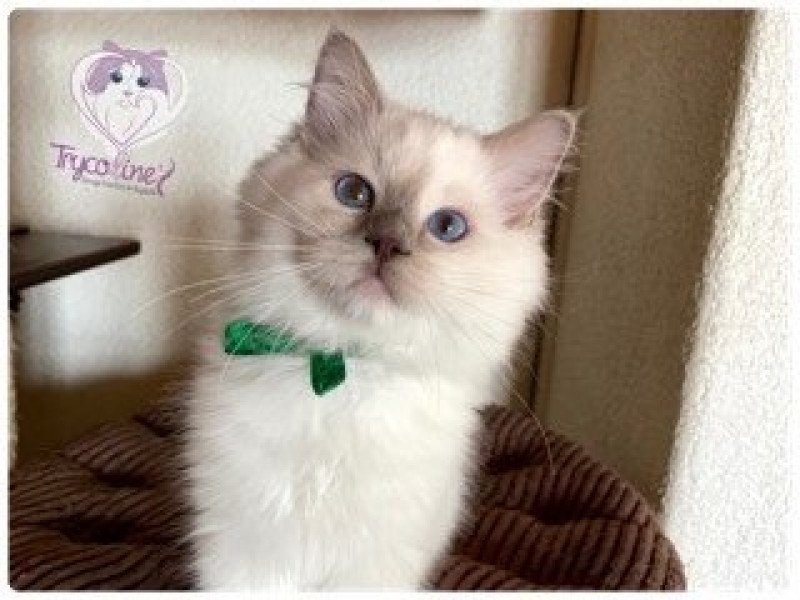 Trycoline’s Rainbow Stormy Raoul Mâle Ragdoll