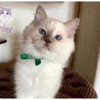 chaton Ragdoll lilac point mitted Rainbow Stormy Raoul Trycoline’s