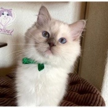 chaton Ragdoll lilac point mitted Rainbow Stormy Raoul Trycoline’s chaton Ragdoll lilac point mitted Rainbow Stormy Raoul Trycoline’s