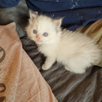 chaton Ragdoll chocolate point bicolor Vert et blanc Trycoline’s chaton Ragdoll chocolate point bicolor Vert et blanc Trycoline’s