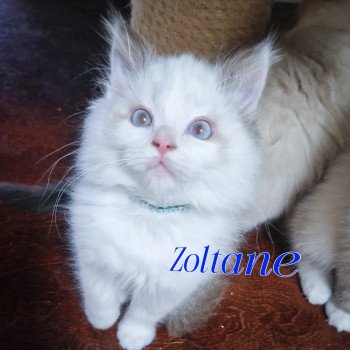 chaton Ragdoll chocolate point bicolor Zoltane Fly (Vert et blanc) Trycoline’s chaton Ragdoll chocolate point bicolor Zoltane Fly (Vert et blanc) Trycoline’s