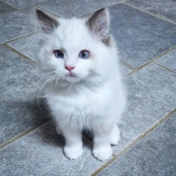 chaton Ragdoll chocolate point bicolor Zoltane Fly (Vert et blanc) Trycoline’s chaton Ragdoll chocolate point bicolor Zoltane Fly (Vert et blanc) Trycoline’s
