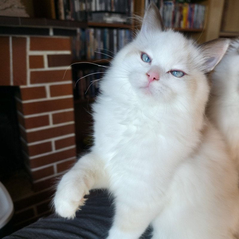 Trycoline’s Zoltane Fly Mâle Ragdoll Trycoline’s Zoltane Fly Mâle Ragdoll