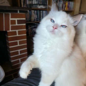 chat Ragdoll chocolate point bicolor Zoltane Fly (Vert et blanc) Trycoline’s chat Ragdoll chocolate point bicolor Zoltane Fly (Vert et blanc) Trycoline’s