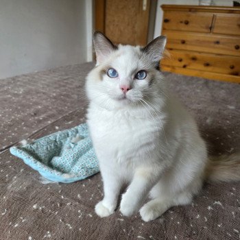 chat Ragdoll chocolate point bicolor Zoltane Fly Trycoline’s chat Ragdoll chocolate point bicolor Zoltane Fly Trycoline’s