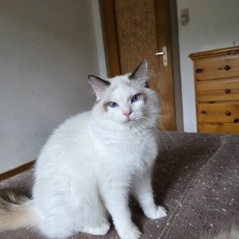 chat Ragdoll chocolate point bicolor Zoltane Fly Trycoline’s chat Ragdoll chocolate point bicolor Zoltane Fly Trycoline’s
