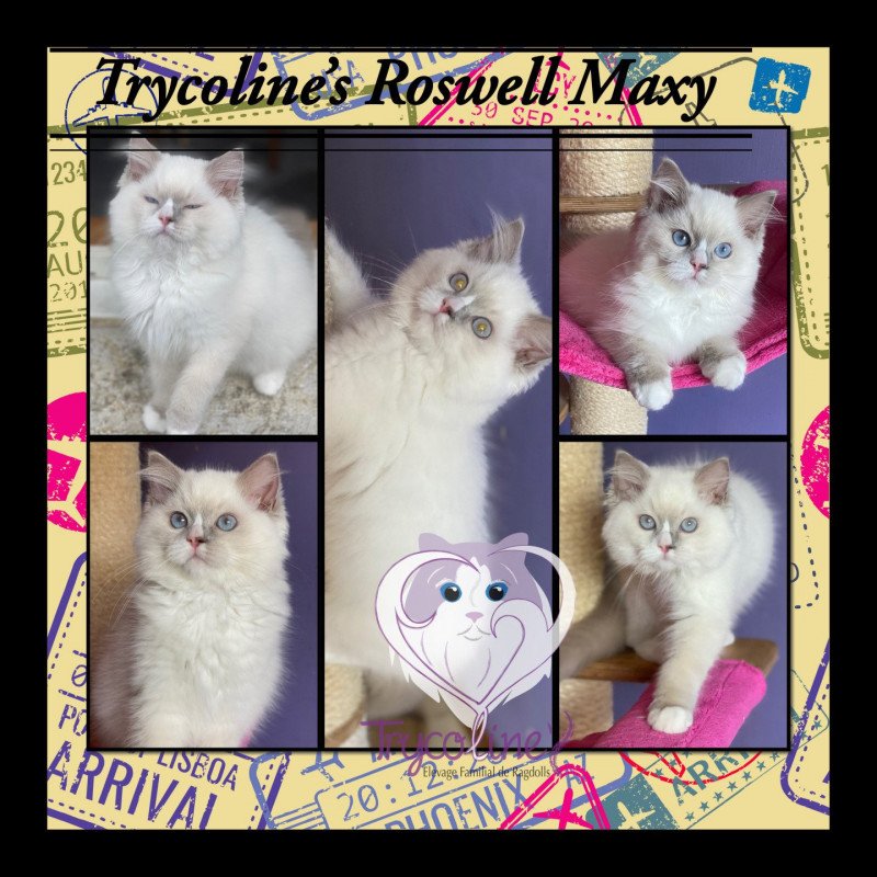 Trycoline’s Roswell Maxy Mâle Ragdoll