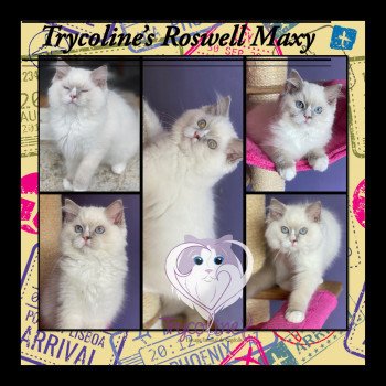 chaton Ragdoll Roswell Maxy Trycoline’s