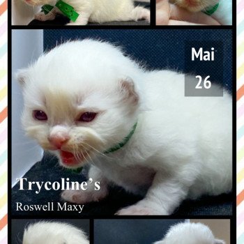chaton Ragdoll Roswell Maxy Trycoline’s