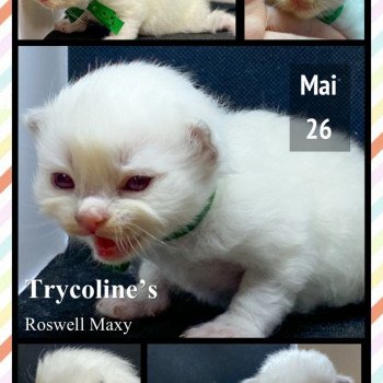 chaton Ragdoll Roswell Maxy Trycoline’s chaton Ragdoll Roswell Maxy Trycoline’s