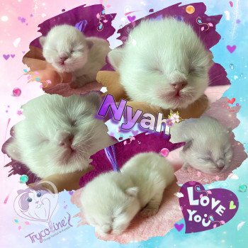 chaton Ragdoll Nyah Trycoline’s chaton Ragdoll Nyah Trycoline’s