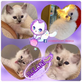 chaton Ragdoll Reggae Nyah Earth Nalani Trycoline’s