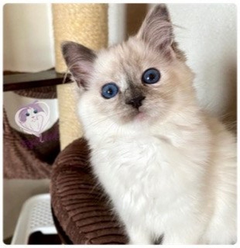 Trycoline’s Reggae Nyah Earth Nalani Femelle Ragdoll