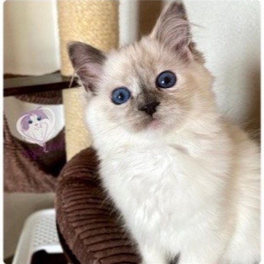 Trycoline’s Reggae Nyah Earth Nalani Femelle Ragdoll