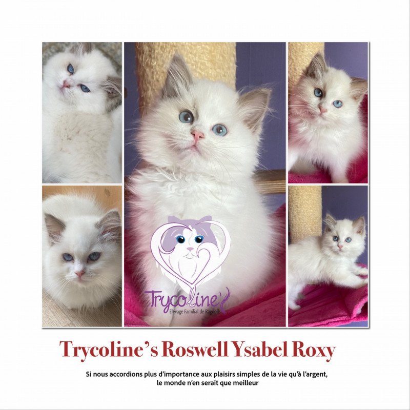 Trycoline’s Roswell Ysabel Roxy Femelle Ragdoll Trycoline’s Roswell Ysabel Roxy Femelle Ragdoll