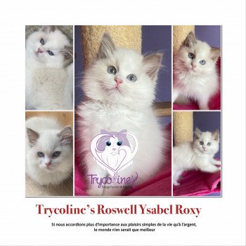 chaton Ragdoll Roswell Ysabel Roxy Trycoline’s