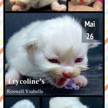 chaton Ragdoll Roswell Ysabelle Trycoline’s