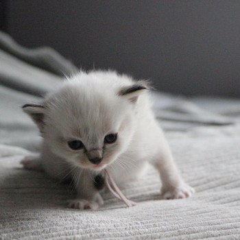 chat Ragdoll Virgule Nyx Trycoline’s